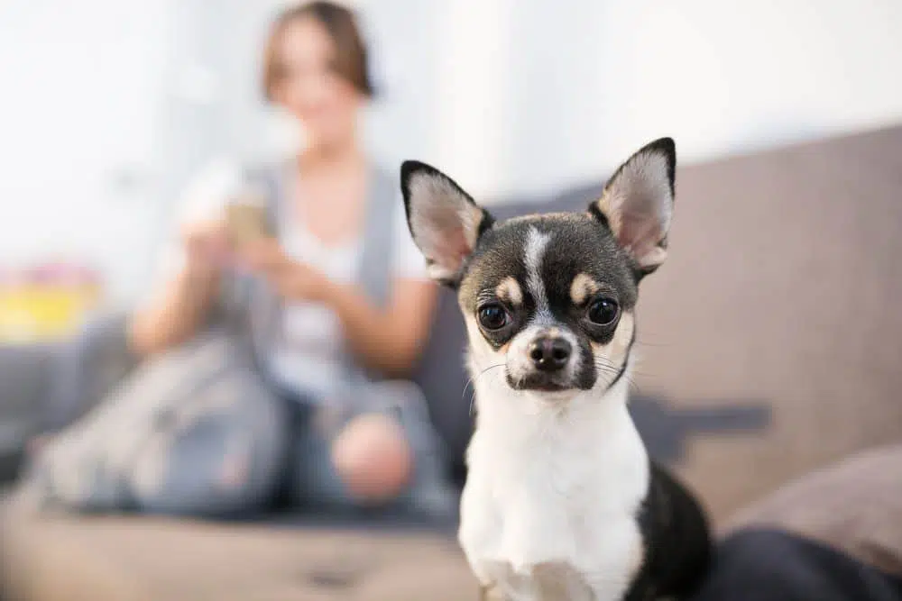 black and white short haired chi in the forefront with woman on couch in blurred background