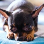 Can a Chihuahua Be a Service Dog?