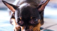 Can a Chihuahua Be a Service Dog? 2 Can a Chihuahua be a service dog? - Chihuacorner.com