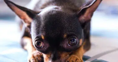 Can a Chihuahua be a service dog? - Chihuacorner.com