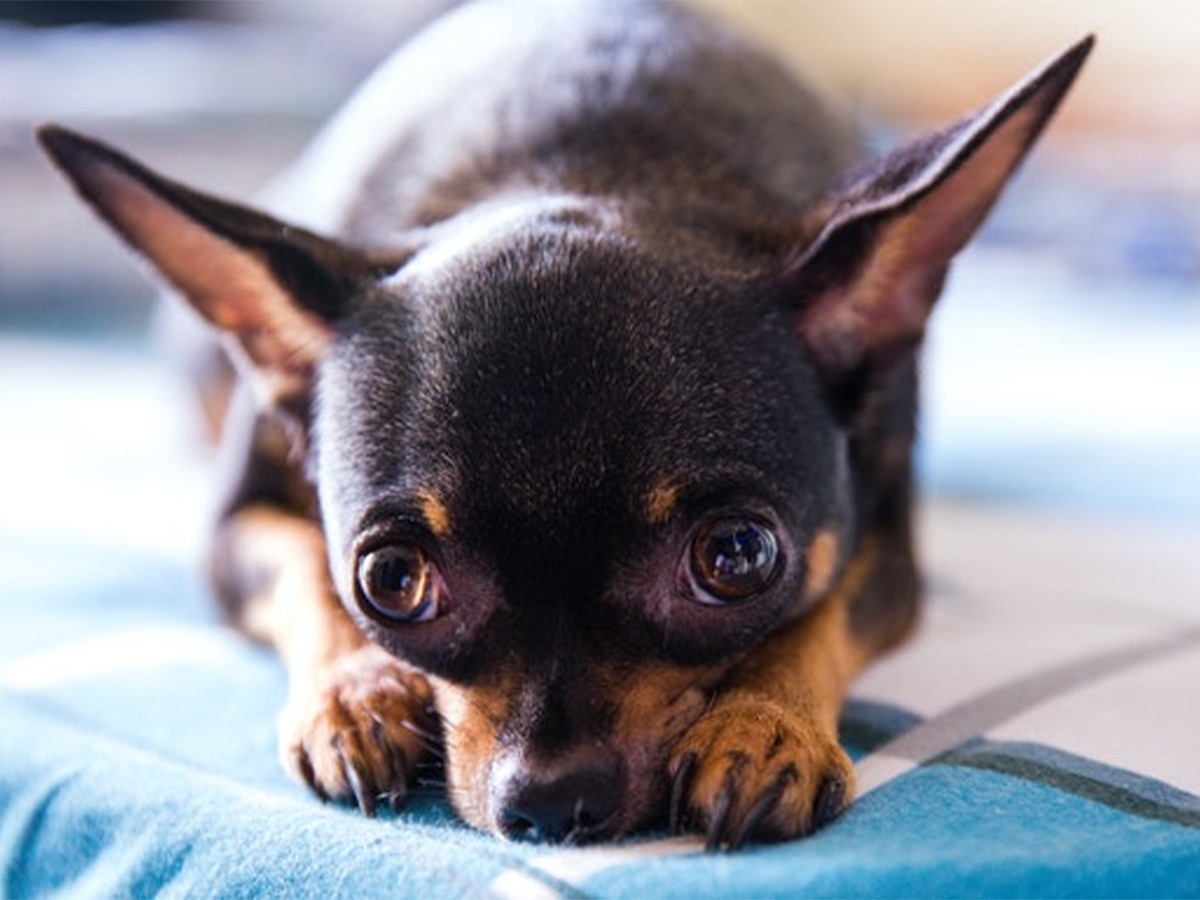 Read more about the article Can a Chihuahua Be a Service Dog?