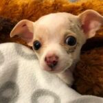 Tony Hawk: Chihuahua That Fell From The Sky Fights to Live