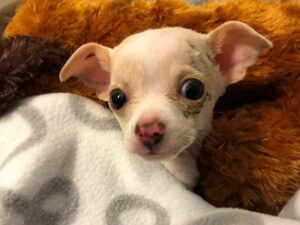 Read more about the article Tony Hawk: Chihuahua That Fell From The Sky Fights to Live