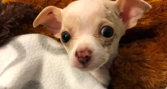 Tony Hawk, The Chihuahua That Fell From the Sky - Chihuacorner.com
