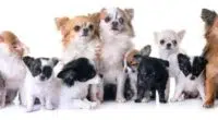 different types of chihuahuas june122020 min