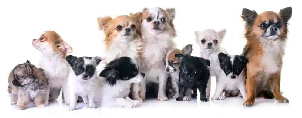 different types of chihuahuas june122020 min