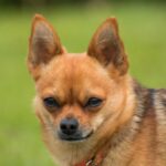 Chihuahua’s Temperament: The Good, the Bad, and the Ugly