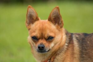 Read more about the article Chihuahua’s Temperament: The Good, the Bad, and the Ugly