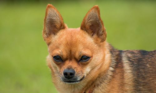 dog 2511211 1280 1 e1505146411997