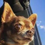 Tina Adopts World’s Most ‘Judgmental’ Chihuahua