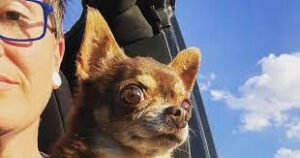 Read more about the article Tina Adopts World’s Most ‘Judgmental’ Chihuahua