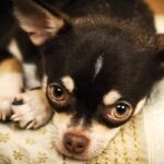 Choosing the Right Chihuahua: What You Must Know