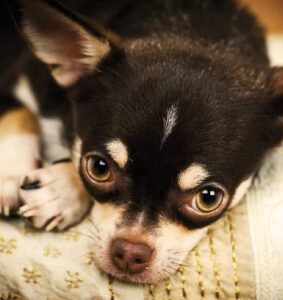 Read more about the article Choosing the Right Chihuahua: What You Must Know