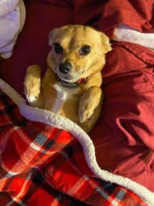 Read more about the article Foster Chihuahua Who Bit Neighbor Becomes a Sweetheart