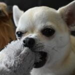 Preparing your Chihuahua for spring