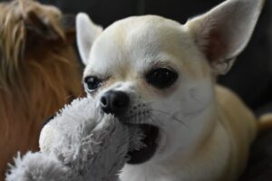 Read more about the article Preparing your Chihuahua for spring