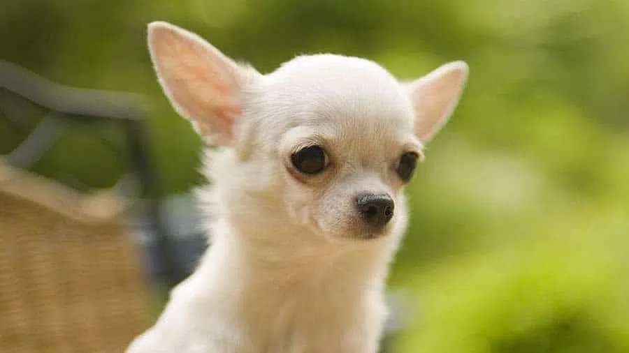 Why Chihuahuas are good for first time owners