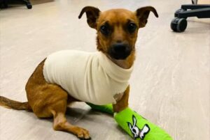 Read more about the article Chihuahua hit by a Train in Nova Scotia is Recovering