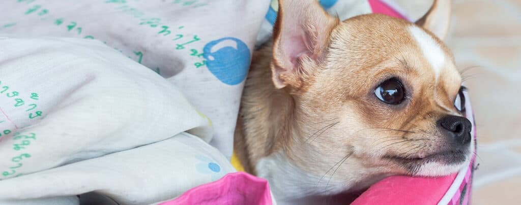 My Dog is ADR - What Causes This? 1 image 7 19 1024x404 1