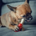 Chewing: Why and What You Can Do to Help Your Chi