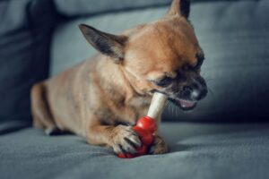 Read more about the article Chewing: Why and What You Can Do to Help Your Chi