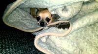 The Chihuahua Sleeps Tonight 2 maxresdefault