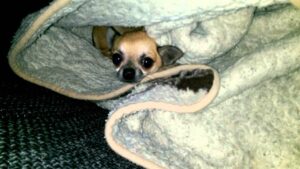 Read more about the article The Chihuahua Sleeps Tonight