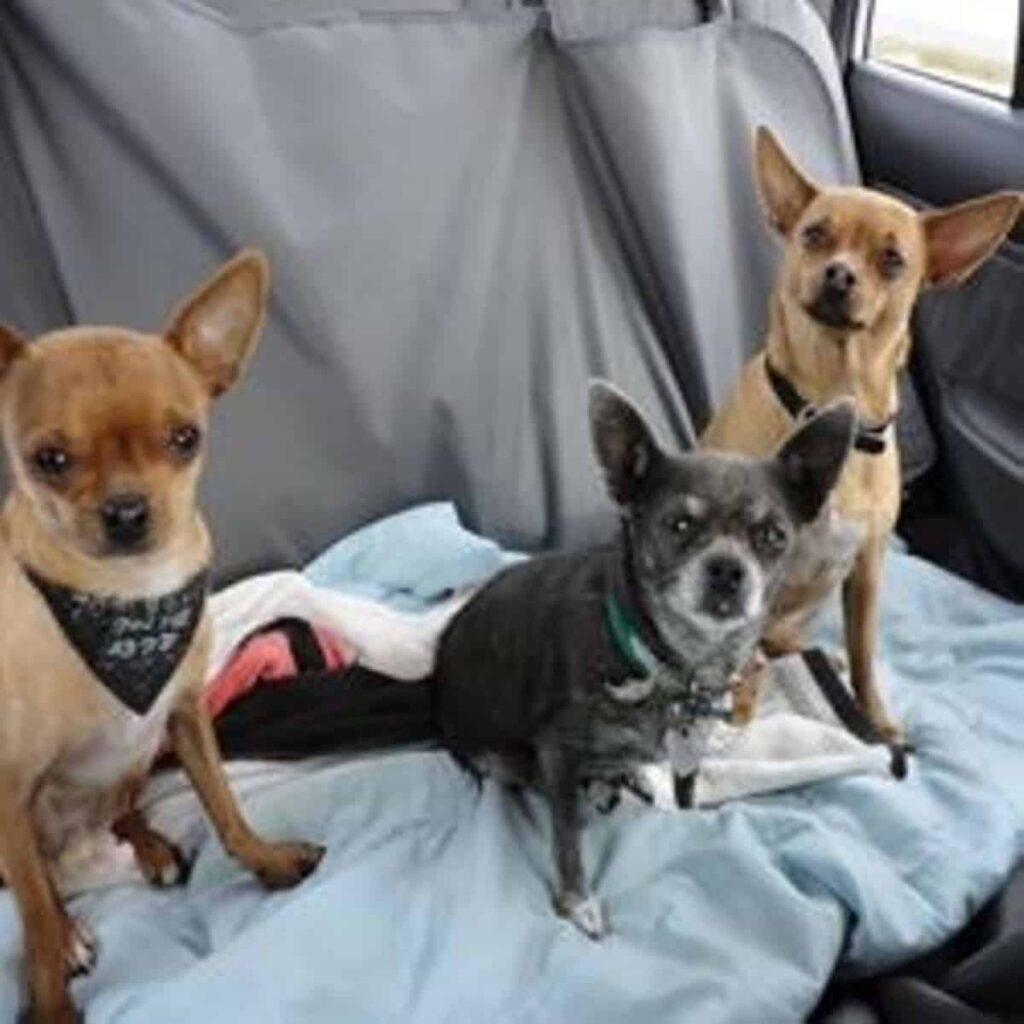 road trip with chihuahuas