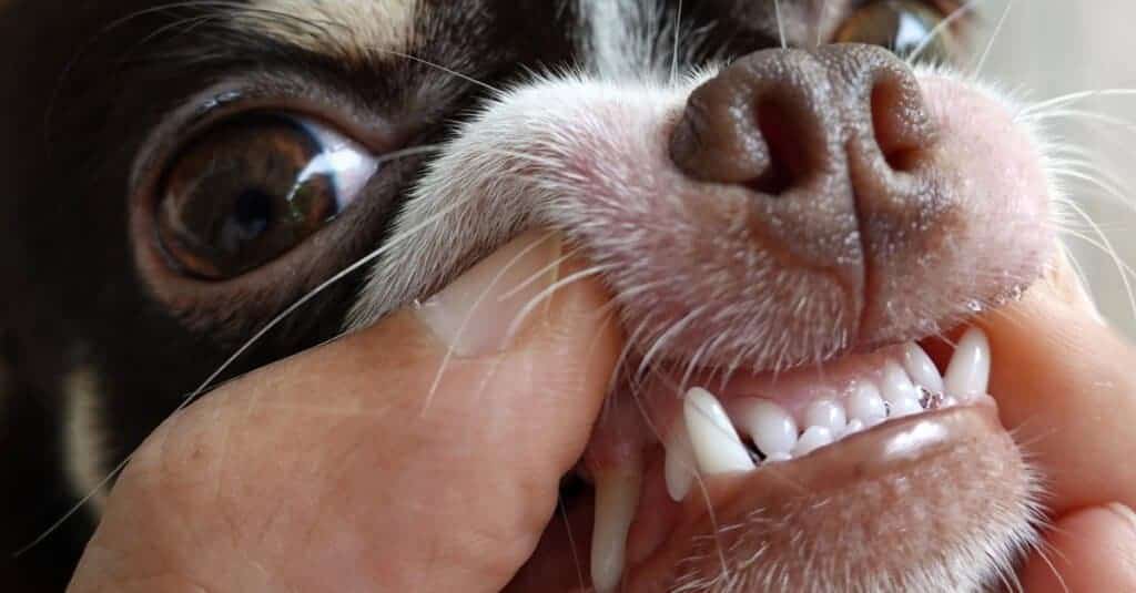 Chihuahua's Teeth Everything You Need to Know