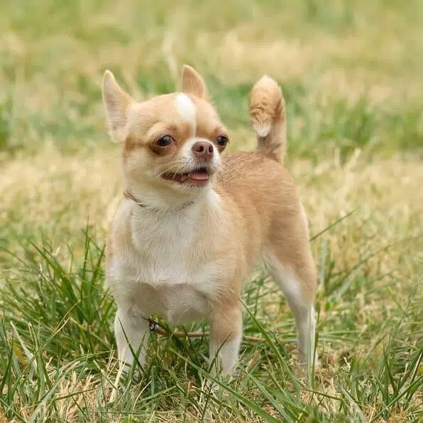 How to Train Your Chihuahua to Play 4 shutterstock 27056905 edited