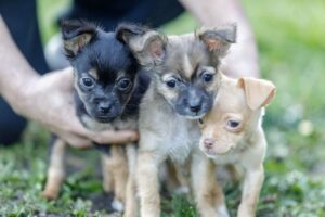 Read more about the article Do Chihuahuas Get Along With Other Dogs?