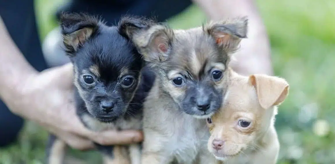 do chihuahuas get along with other puppies