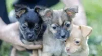 do chihuahuas get along with other puppies
