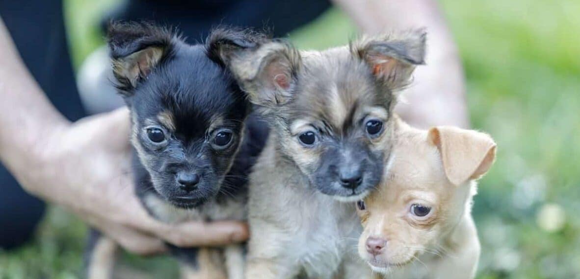 Do Chihuahuas Get Along With Other Dogs? 1 do chihuahuas get along with other puppies