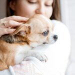 Why Chihuahuas Are Good for First-Time Dog Owners