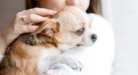 Why Chihuahuas Are Good for First-Time Dog Owners 2 Why Chihuahuas Are Good for First-Time Dog Owners — Chihuacorner.com