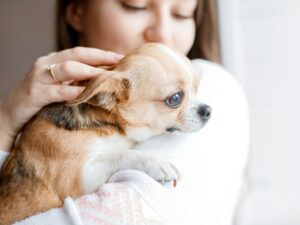 Read more about the article Why Chihuahuas Are Good for First-Time Dog Owners