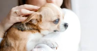 Why Chihuahuas Are Good for First-Time Dog Owners — Chihuacorner.com