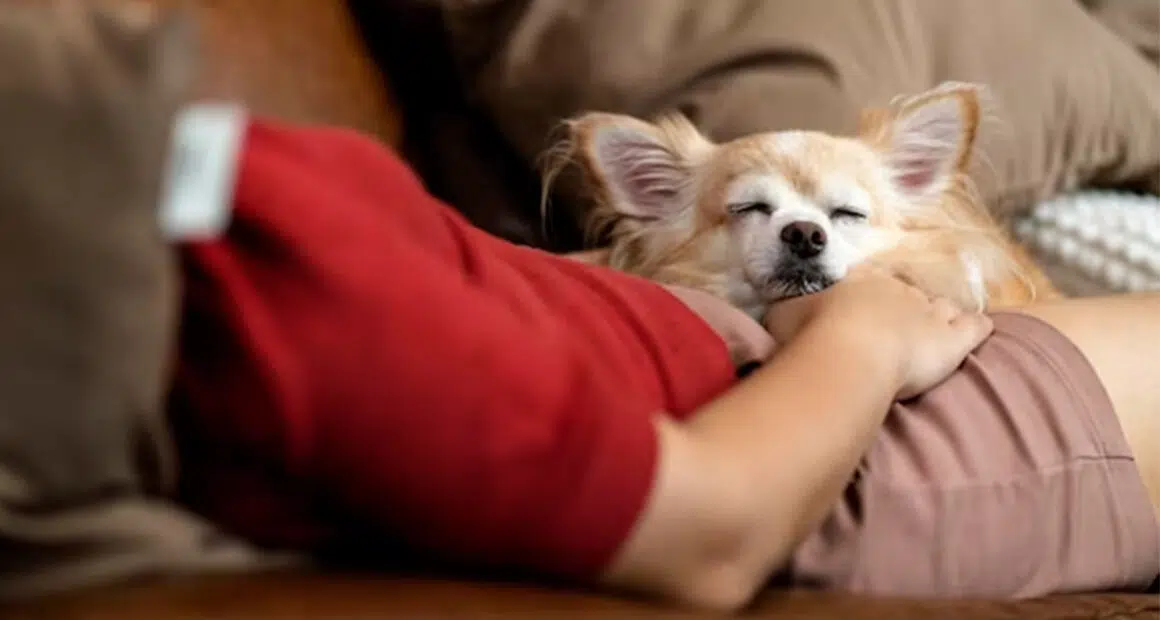 Why Chihuahuas Sleep Between Your Legs - Chihuacorner.com