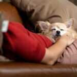 Why Chihuahuas Sleep Between Your Legs