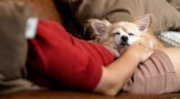 Why Chihuahuas Sleep Between Your Legs - Chihuacorner.com