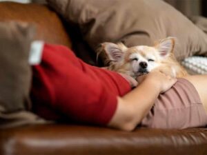 Read more about the article Why Chihuahuas Sleep Between Your Legs