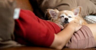 Why Chihuahuas Sleep Between Your Legs - Chihuacorner.com