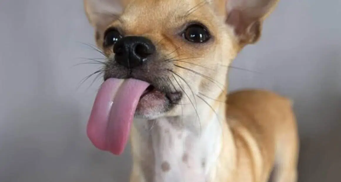 Why Do Chihuahuas Lick So Much? - Chihuacorner.com