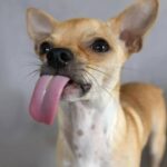 Why Do Chihuahuas Lick So Much?