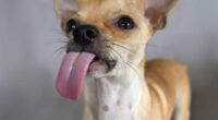 Why Do Chihuahuas Lick So Much? - Chihuacorner.com
