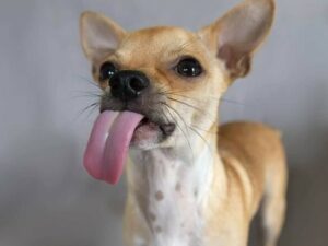 Read more about the article Why Do Chihuahuas Lick So Much?