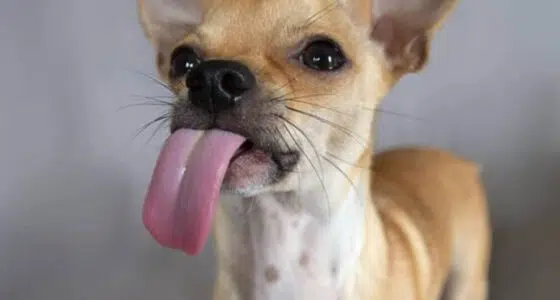 Why Do Chihuahuas Lick So Much? - Chihuacorner.com