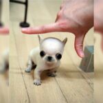 Why We Love The Micro Mini Chihuahua