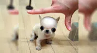 Why We Love the Micro Mini Chihuahua - Chihuacorner.com